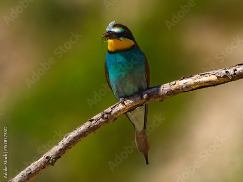 Picture of european bee-eater bird sitting on the branch, facing forward, holding fly in it's beak. Turquoise blue, yellow, red and white bird, bokeh blurred yellow-green background. 