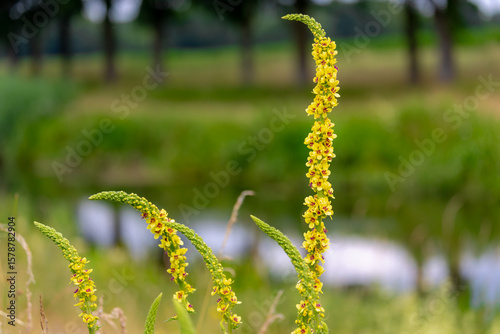 Fotografía Selective focus of wild yellow flowers in grass field, Verbascum nigrum (Zwarte