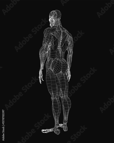 A 3D wireframe of a male torso reveals detailed musculature and skeletal structure against a black background. The anatomical model highlights ribs, spine, and abdominal muscles with precision.