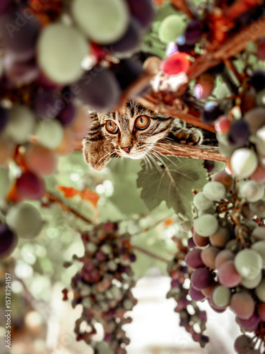 The cat in the grapes