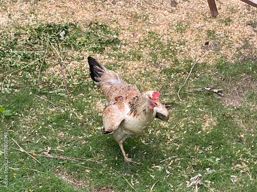 free range chicken