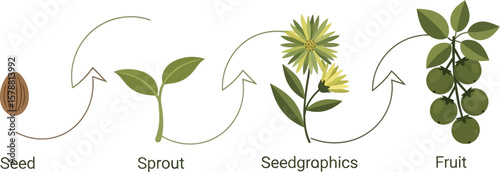 Illustration showing plant growth cycle from seed to sprout to flower and then to fruit on white background