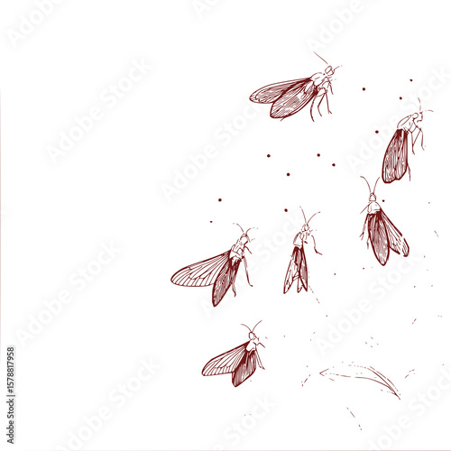 Illustration of a group of mayflies with detailed wings and bodies on a white background design art