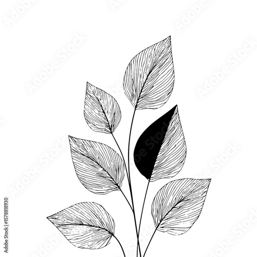 Illustration of a plant with several leaves in black and white, one leaf is partially filled in black