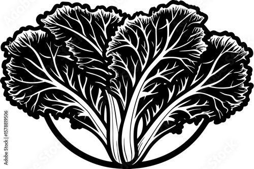 A fresh bok choy isolated on white background displays its vibrant leaves