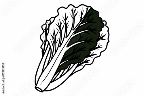 A fresh bok choy isolated on white background