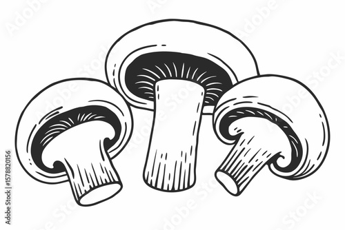 Hand drawn mushrooms isolated on white background