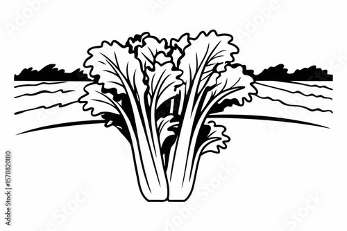 Hand drawn celery isolated on white background