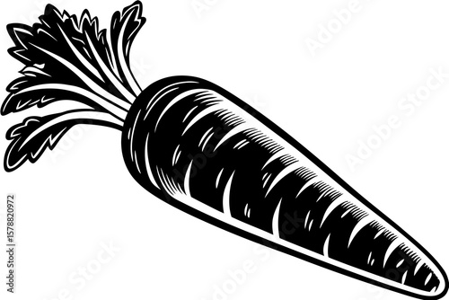 A fresh carrot is isolated on a white background