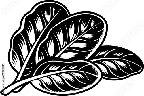 Fresh spinach leaves are displayed in a black and white illustration