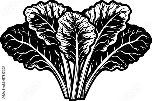 Black and white vector illustration of fresh chard leaves