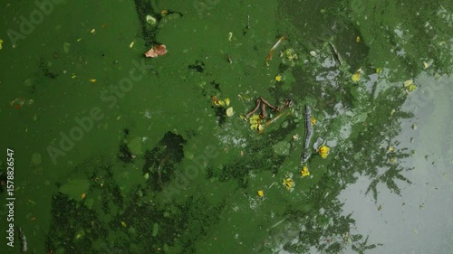Blooming blue-green algae environmental water pollution problem.