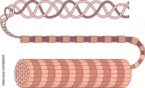Structure of collagen fiber for biology lessons