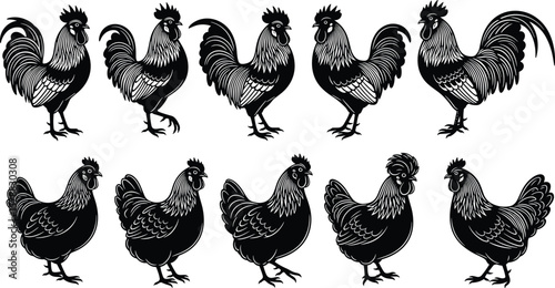 Rooster and hen silhouette collection, farm animal illustration, poultry vector artwork, black and white graphic, rural livestock design, chicken drawing