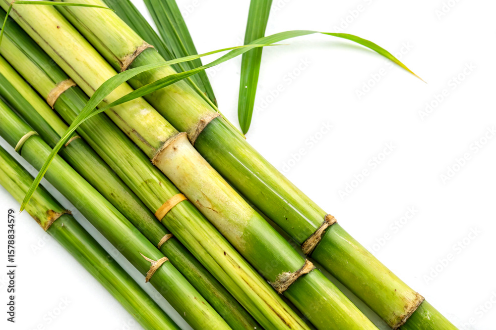 Obraz premium Fresh green sugarcane stalks placed on white background