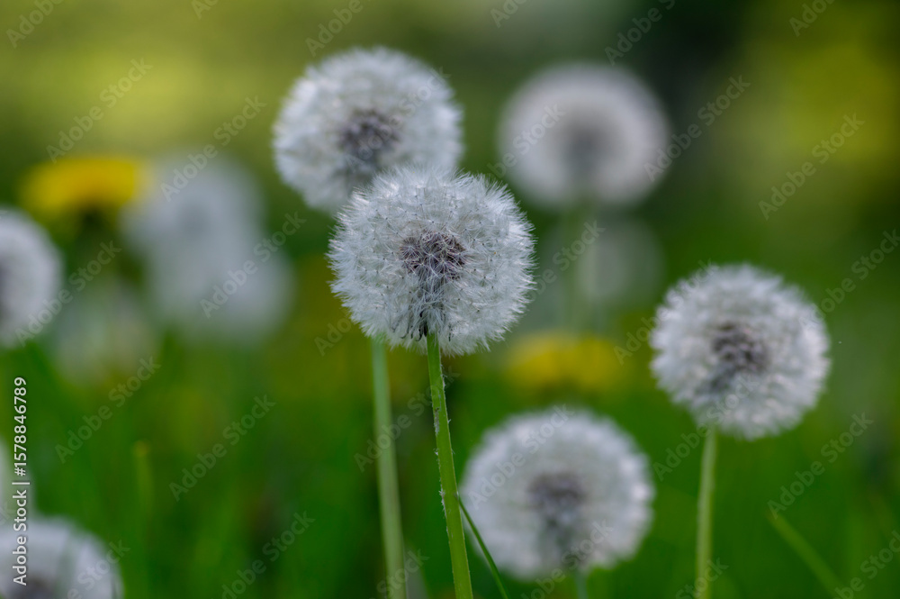 Common dandelion Taraxacum officinale faded flowers looks like snow ball, ripe cypselae fruits Common dandelion Taraxacum officinale faded flowers looks like snow ball, ripe cypselae fruits