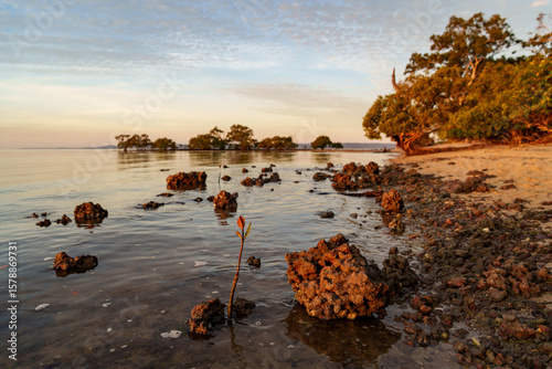 Wallpaper Mural Red rocks and mangrove seedlings in the water at low tide. Morwong Beach, Coochiemudlo Island, Queensland, Australia  Torontodigital.ca