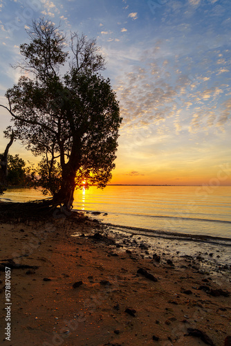 Wallpaper Mural Sunset view of a mangrove tree on the beach. Morwong Beach, Coochiemudlo Island, Queensland, Australia  Torontodigital.ca