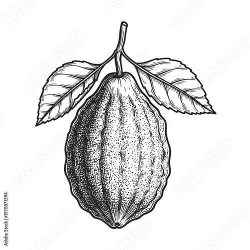 An etrog fruit with leaves is isolated on white background, a jewish symbol