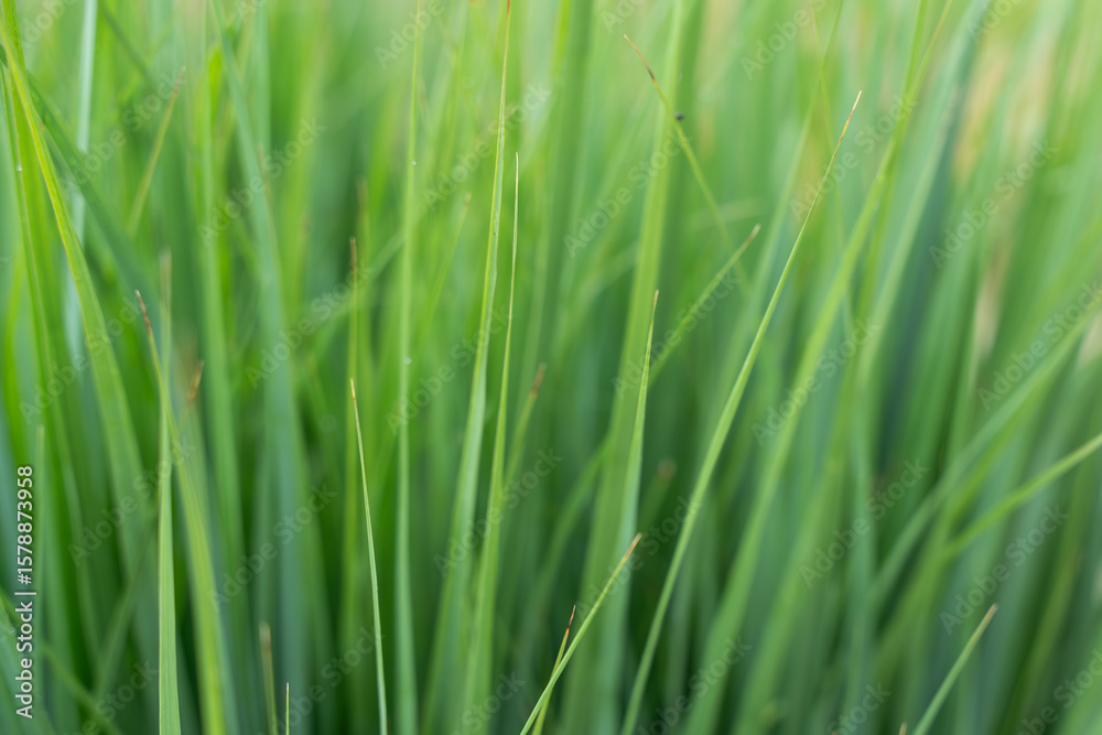 Tall green blades of grass stand closely together in a lush, healthy bunch. The soft light enhances their natural color and vertical texture. Tall green blades of grass stand closely together in a lush, healthy bunch. The soft light enhances their natural color and vertical texture.