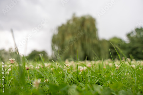 Close-up clover with blurred willow background A low ground-level view of white clover flowers and blades of grass in focus, while the willow tree stands blurred in the background.