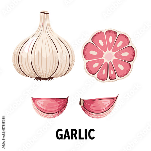 Garlic love illustration. Garlic artwork for t shirt print, poster, sticker and other uses.