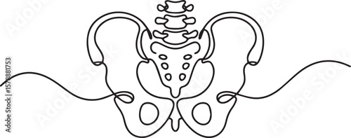 one line drawing of human pelvis and lumbar spine with sacrum and iliac bones in anatomical style