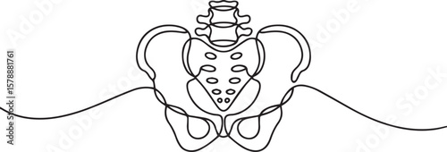 one line drawing of human pelvis and lumbar spine with sacrum and iliac bones in anatomical style