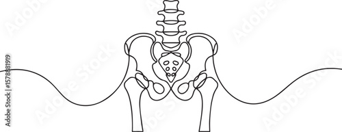 one line drawing of human pelvis and lumbar spine with sacrum and iliac bones in anatomical style