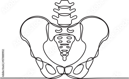 one line drawing of human pelvis and lumbar spine with sacrum and iliac bones in anatomical style