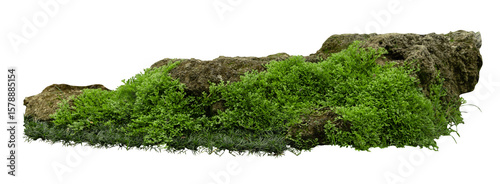 Tropical plant fern moss bush tree jungle stone rock isolated on white background with clipping path.