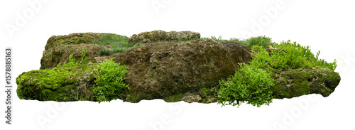 Tropical plant fern moss bush tree jungle stone rock isolated on white background with clipping path.