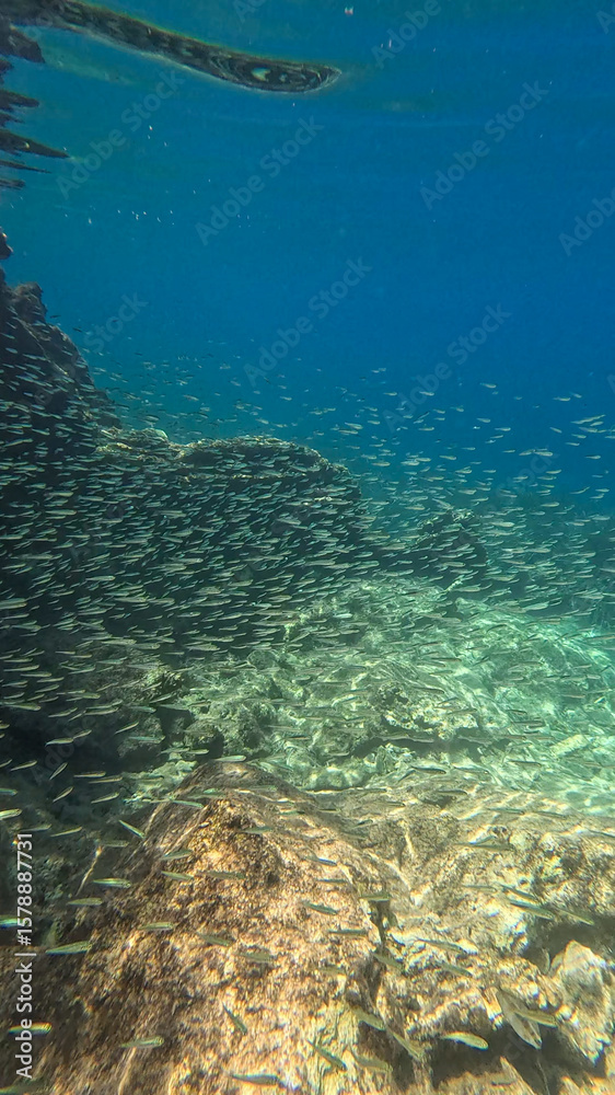 Obraz premium Snorkeling in Greece - underwater photo with sardines fish flock and beautiful rocks, near Kantina beach in Kioni, Ithaca island, Greece
