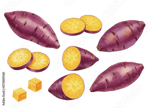 Vector watercolor vegetable / 水彩テイストの野菜イラスト（さつまいも）
