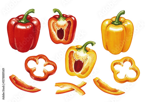 Vector watercolor vegetable / 水彩テイストの野菜イラスト（パプリカ）