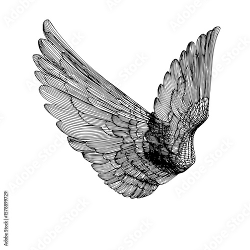 Detailed black and white drawing of a bird's wing with intricate feather patterns and shading shown