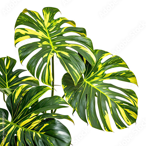 Wallpaper Mural Mockup of Monstera Variegata Houseplant, Generative AI Torontodigital.ca