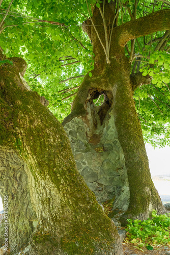 Tilia platyphyllos Baumpflege Baumchirurgie Altbaum Baumdenkmal