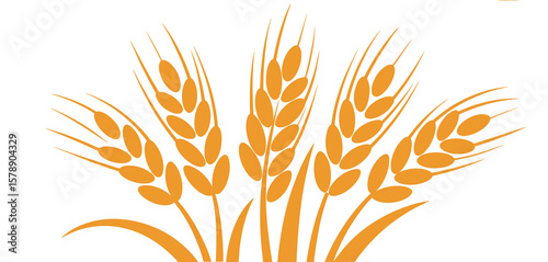 Golden wheat stalks with grains arranged in a fan shape against a white background