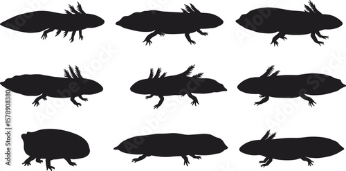Cute black silhouette axolotl illustrations in various poses, amphibian cartoon set, isolated vector collection on white background