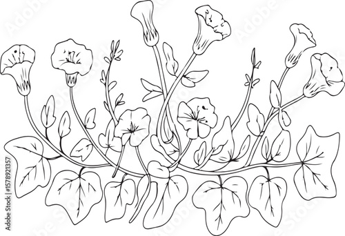 Elegant hand drawn vector illustration of morning glory flowers and foliage in a floral arrangement