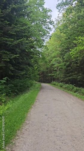 Forest trail through summer green woods
