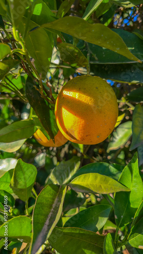 Wallpaper Mural An orange on an orange tree Torontodigital.ca