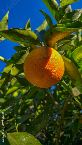 Wallpaper Mural An orange on an orange tree Torontodigital.ca