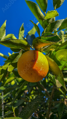 Wallpaper Mural An orange on an orange tree Torontodigital.ca