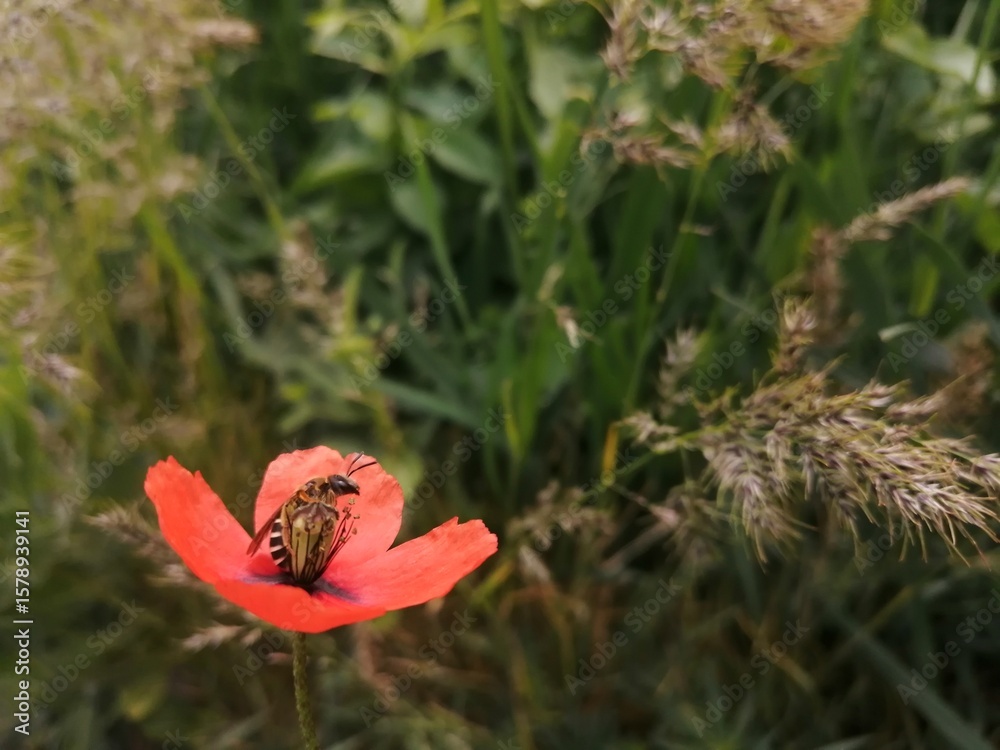 Bee and poppy in the grass Bee and poppy in the grass
