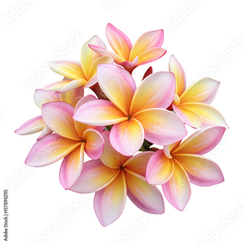 Closeup of a Cluster of Pink and Yellow Plumeria Flowers Against a Black Background isolated on transparent baackground