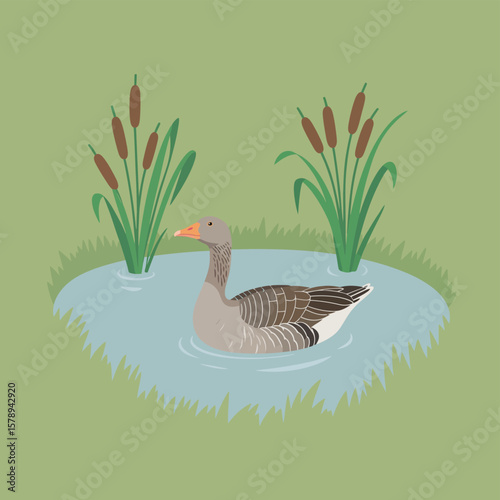 A single grey goose swims peacefully in a calm pond surrounded by cattails