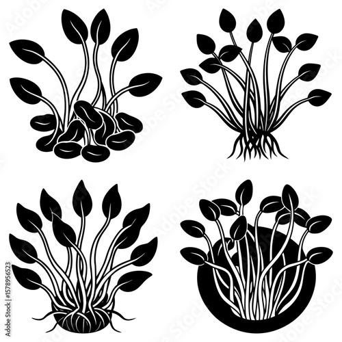 Four stylized black and white aquatic plant illustrations with varying leaf arrangements and root structures