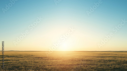 Golden field at sunrise with clear blue sky